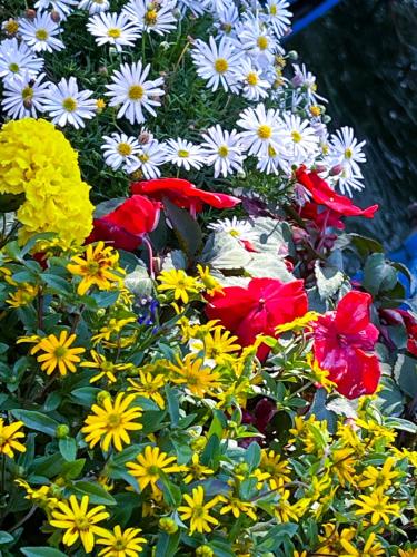 a bunch of colorful flowers in a garden at Apartment Mary Mehlmeisel in Mehlmeisel