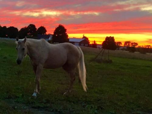 a white horse standing in a field at sunset at Farmhouse Resort in Midhurst