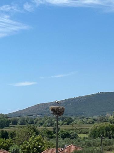 a bird sitting on top of a nest on a pole at Village Memories 