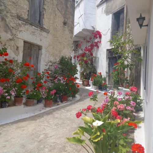 a group of flowers in pots on a street at Villa Marika in Ierápetra