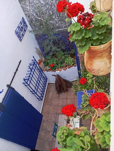 a view of a garden with red flowers and plants at Apartamento Trasiego in Valdepeñas