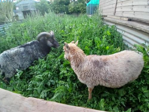 two sheep are standing in the bushes at Willowbank farm rare breeds rescue in Dorchester
