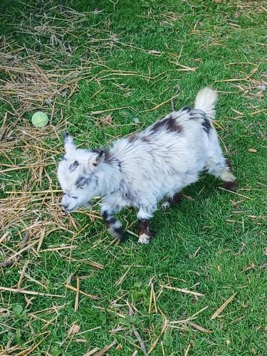 two baby animals standing in the grass at Willowbank farm rare breeds rescue in Dorchester
