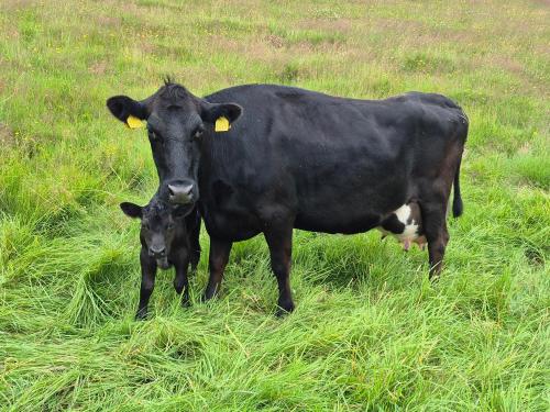 Tiere im Gasthaus oder in der Nähe