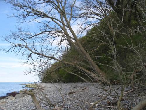 a tree on a rocky beach near the water at 6 person holiday home in Borre in Borre