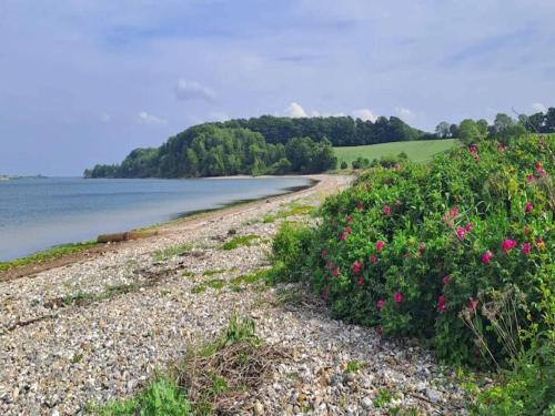 a pebble beach with flowers and the water at 8 person holiday home in Haderslev in Haderslev