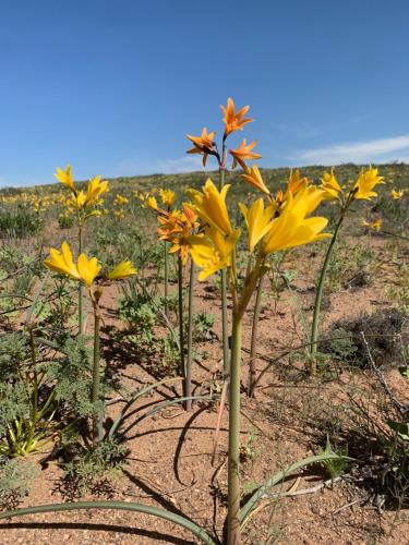 a group of yellow flowers in a field at Cabaña en Vallenar in Vallenar