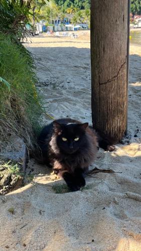 a black cat sitting next to a tree at GUEST HOUSE Floresta Mar in Angra dos Reis