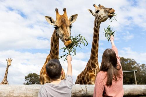 別荘の敷地内または近くにいる動物