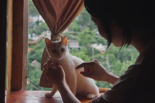 a woman looking at a cat sitting in a window at Cú Trên Cây Homestay in Xuan An