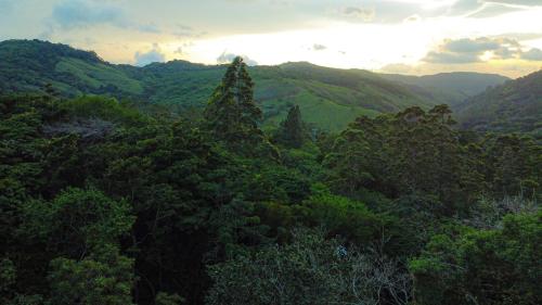 a view of a lush green forest with a tree at Monte y Alma Monteverde in Cebadilla
