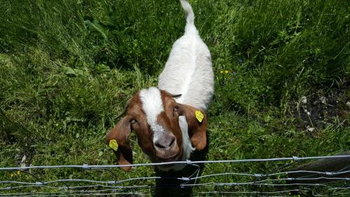 a goat standing in the grass near a fence at Pension Lischenhof in Ehrwald