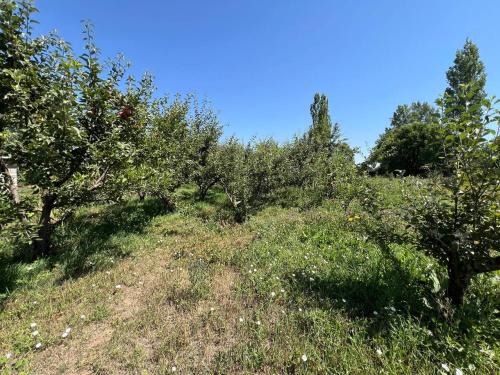 an apple orchard with trees and grass on a hill at Adventure Guest House in Pokrovka
