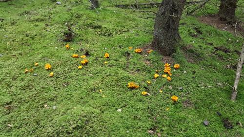 a bunch of orange flowers in the grass next to a tree at Barnebo 3-6 in Blomstermåla