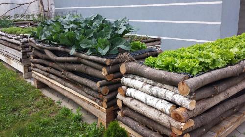 a bunch of plants in wooden boxes in a garden at Apartments Akacijev Izvir in Miklavž na Dravskem Polju