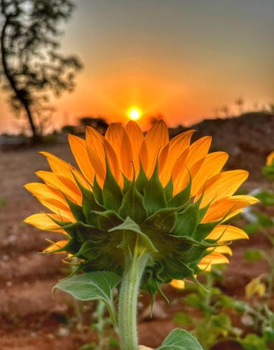 a sunflower with the sunset in the background at Hamsa Home Stay in Hampi
