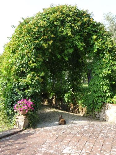 a cat sitting under a large hedge with flowers at Il Casalone in Impruneta