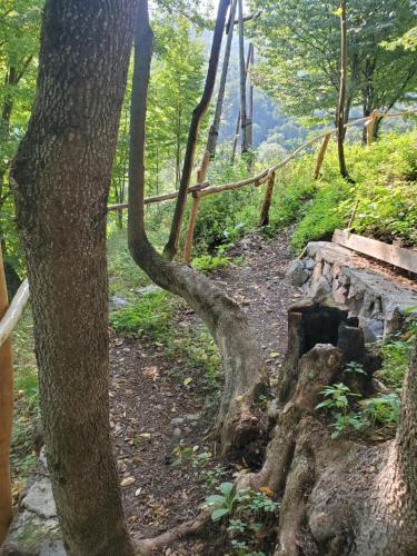 a trail in a wooded area with a tree at The Whispering Oaks Retreat in Vahagnadzor