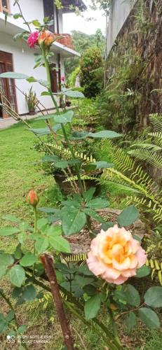 a garden with a pink flower and a plant at Summerfield in Kandy