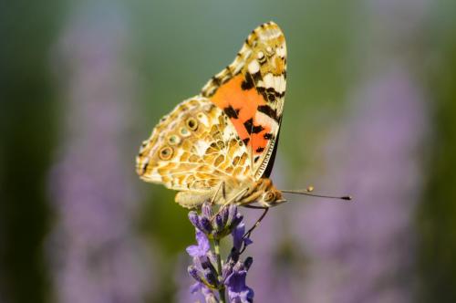 a butterfly sitting on top of a purple flower at Adalberto - nella dimora di Fulignano in San Gimignano