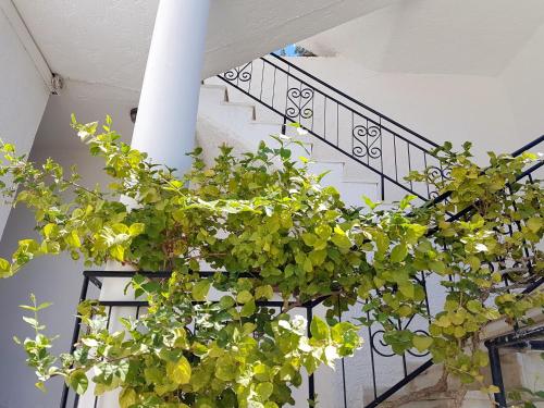 a potted plant hanging from a spiral staircase at Kalypso in Agia Galini