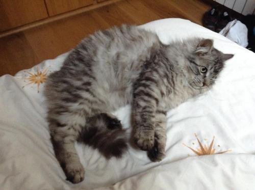 a cat laying on top of a bed at Hotel Victor in Rialp