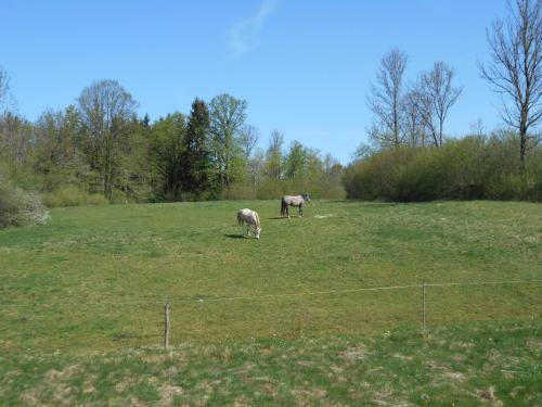 two horses grazing in a field of grass at Le chalet du lac d'étival in Étival