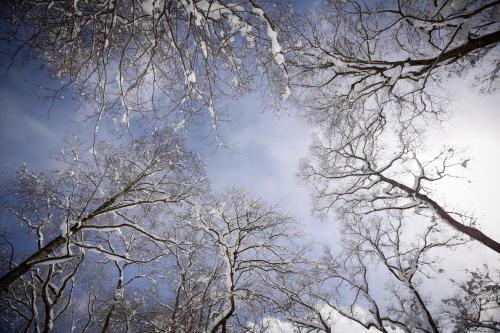 a group of trees covered in ice and snow at LAMP Nojiriko The Sauna by the Lake in Shinano