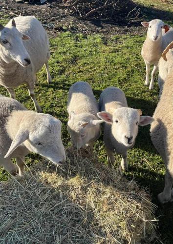 a group of sheep eating hay in a field at Brookbank by Tiny Away in Neerim South