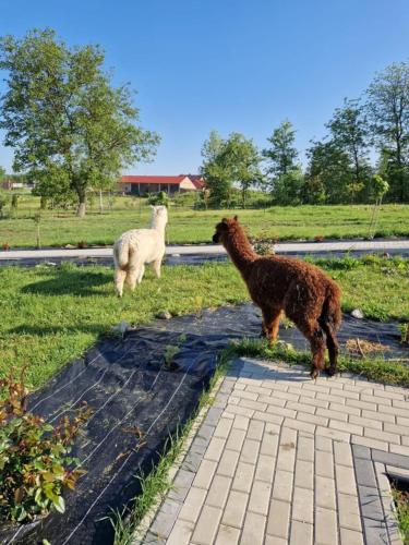 two sheep and a dog standing in the grass at Woland 