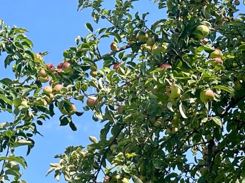 an apple tree with lots of apples on it at Aich21 in Peißenberg