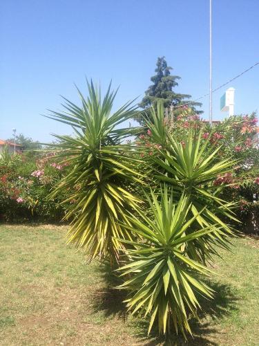 two palm trees in a yard with flowers at MA.DI BB in Rocca San Giovanni