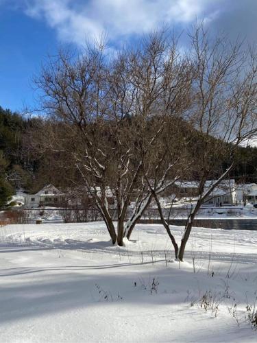 two trees in a snow covered field with houses at Lancestral in Saint Come