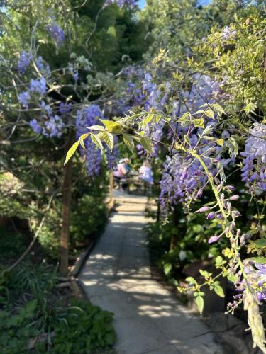 a path through a garden with purple flowers at Woodpaddock Bed & Breakfast in March