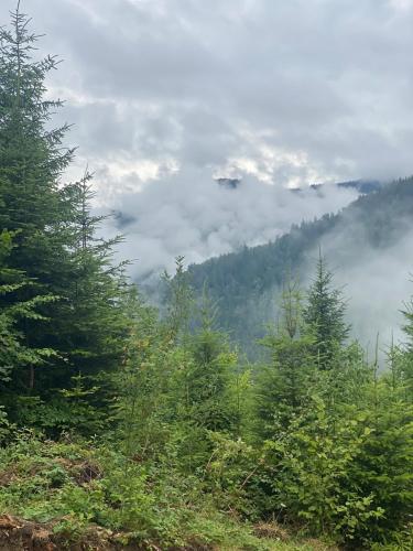 a view of a mountain with clouds and trees at Затишок in Verkhniy Yasenov