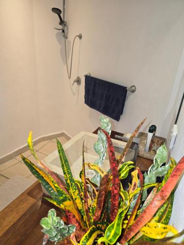 a room with a table with a plant on it at Angels Beachhouse - Beachfront, fast internet, Queen beds, new owners in Port Vila