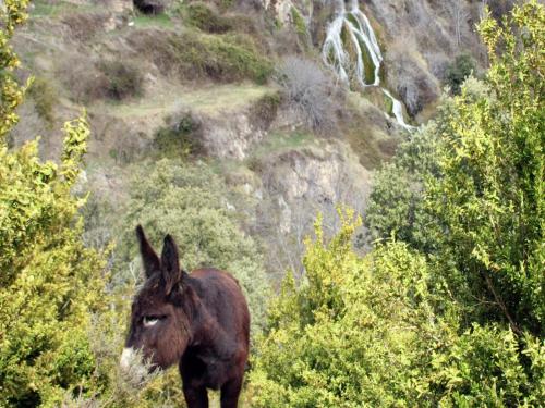 a brown horse standing in front of a mountain at Belvilla by OYO Cobert de l'Era in Oden