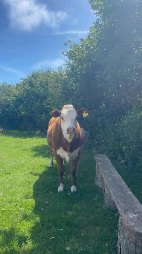 a brown and white cow standing next to a bench at Miss Francis Horse Wagon in Looe