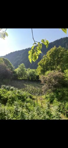 Fotografie z fotogalerie ubytování რაჭა-შოვი v destinaci Oni