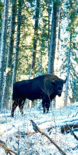 a black bull standing in the snow in a forest at Valea Salbatica in Şinca Nouă