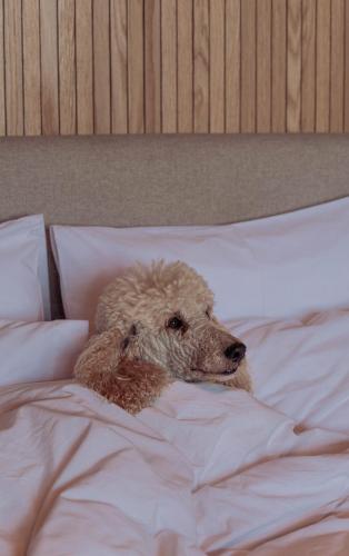 a dog laying on top of a bed at Stoep By Ideas Cartel in Kalk Bay
