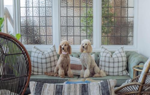 two dogs sitting on a couch in a living room at Stoep By Ideas Cartel in Kalk Bay