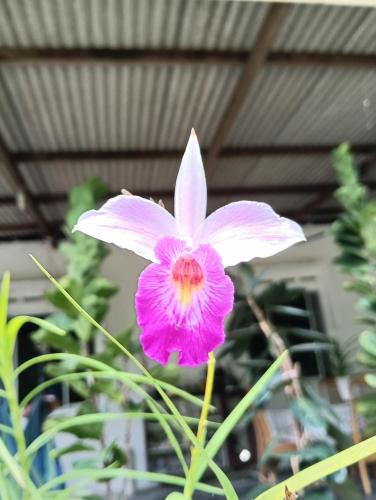 a pink and white flower in front of a building at Air Puteri Rest House in Mersing
