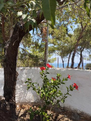 a tree with a red flower growing next to it at White Cat in Vromolithos