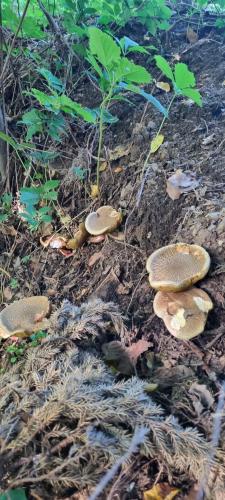 a group of mushrooms on the ground at dziupla in Górki Wielkie