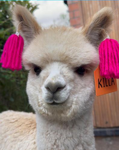 a white llama with pink ear tags on its ears at Viscas Lodge in Carhuaz