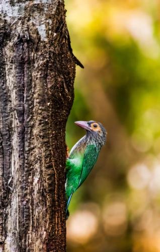 a green bird perched on the side of a tree at Wilpattu Buma Lodge in Pahala Maragahawewa