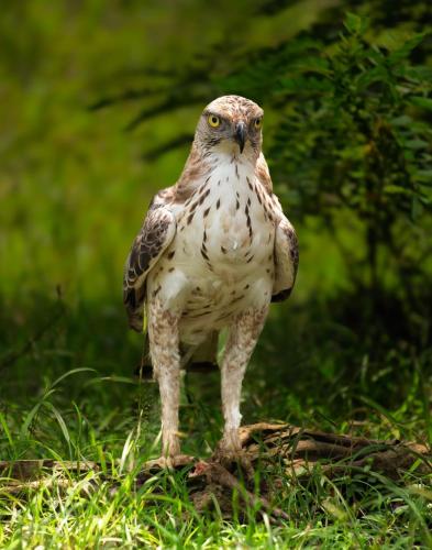 a brown and white bird standing on the grass at Wilpattu Buma Lodge in Pahala Maragahawewa