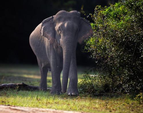 an elephant standing in the grass next to a tree at Wilpattu Buma Lodge in Pahala Maragahawewa