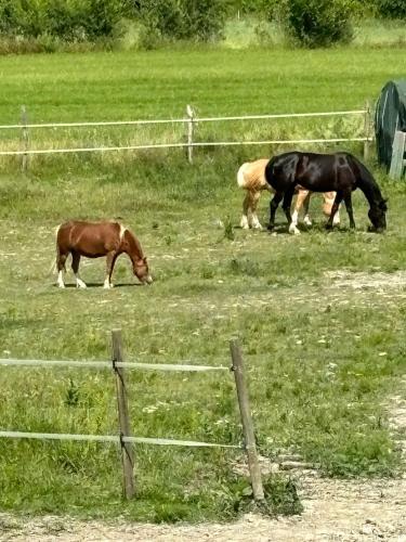 three horses grazing in a field of grass at Torre di Viepri in Serre di Rapolano